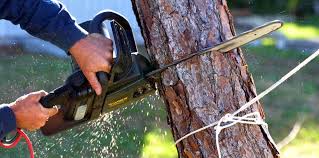 Best Hazardous Tree Removal  in Manche Village, CA