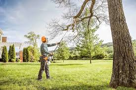 Best Tree Preservation Services  in Manche Village, CA