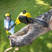 Best Hazardous Tree Removal  in Manche Village, CA