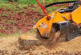 Best Fruit Tree Pruning  in Manche Village, CA