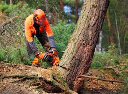 Best Lawn Watering Services  in Manche Village, CA