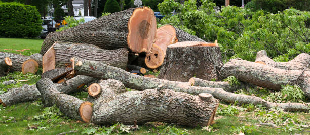 Best Firewood Processing and Delivery  in Manche Village, CA