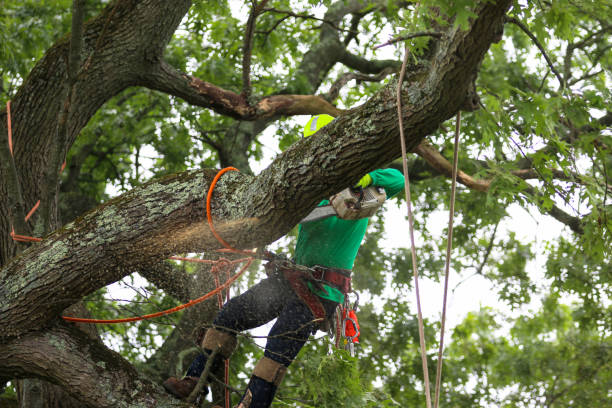 Best Tree Cabling and Bracing  in Manche Village, CA