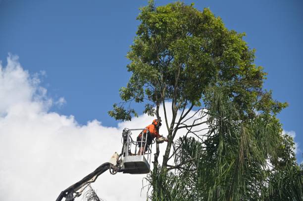 Lawn Renovation and Restoration in Camanche Village, CA