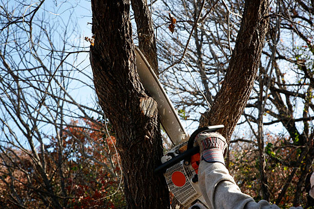 Best Tree Health Inspection  in Manche Village, CA