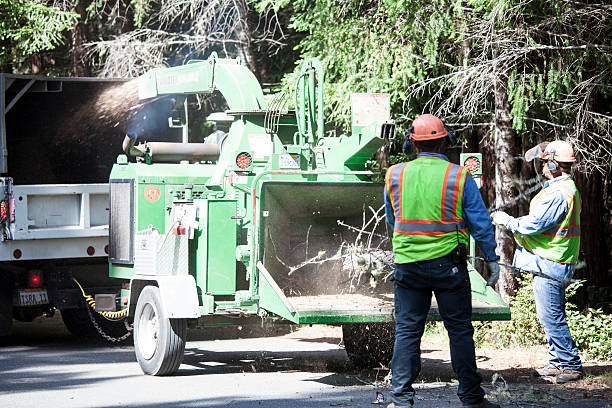 How Our Tree Care Process Works  in  Camanche Village, CA