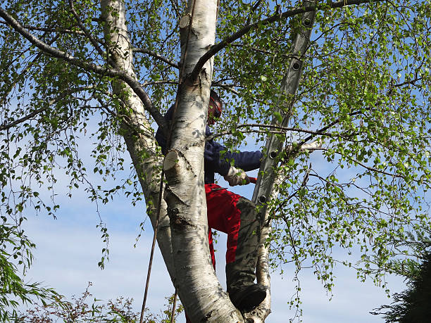 Professional Tree Care in Camanche Village, CA