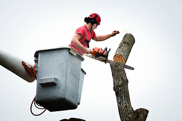 Best Tree and Shrub Care  in Manche Village, CA