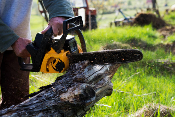 Best Root Management and Removal  in Manche Village, CA