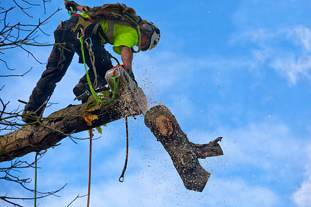 Best Tree Trimming and Pruning  in Manche Village, CA