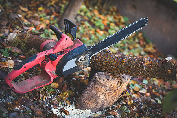 Best Arborist Consultation Services  in Manche Village, CA