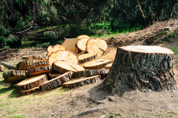 Best Storm Damage Tree Cleanup  in Manche Village, CA